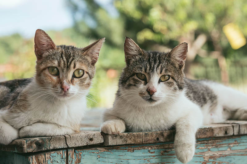 two feral cats on the table