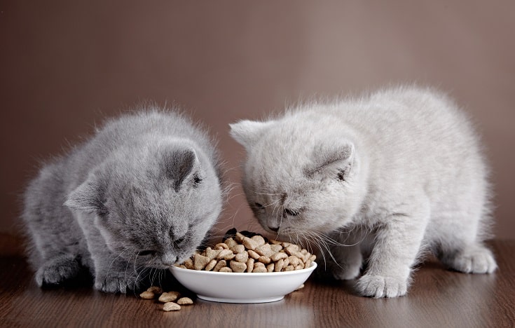two kittens eating cat food