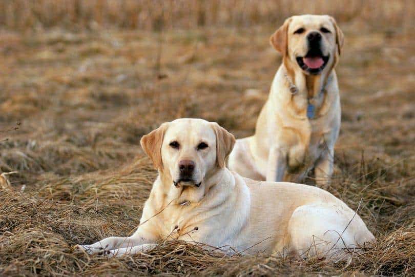 two labrador dogs outdoors