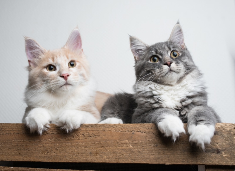 two maine coon kittens relaxing on a wooden fruit crate