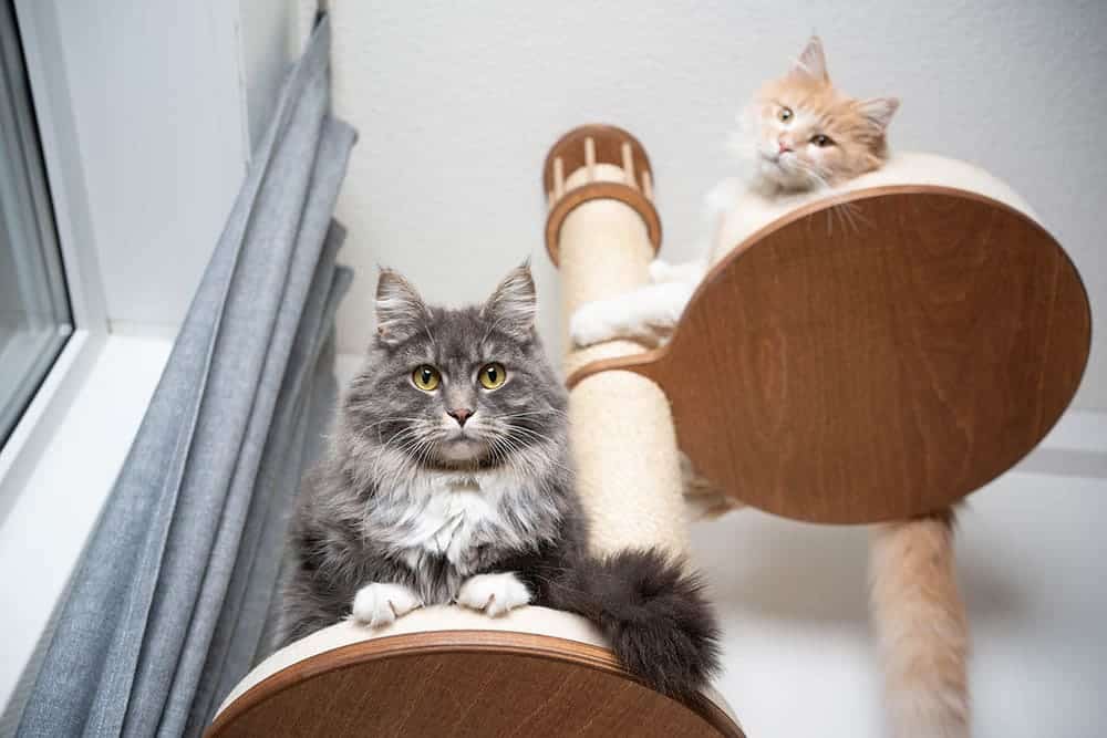 two maine coons in cat tree