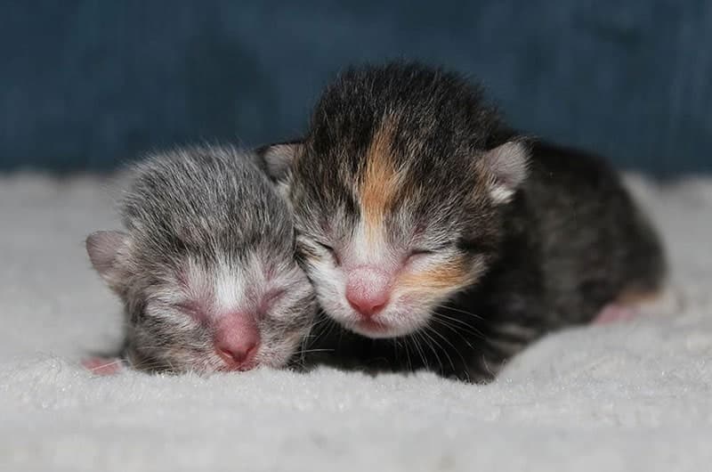 two newborn kittens on a soft cloth