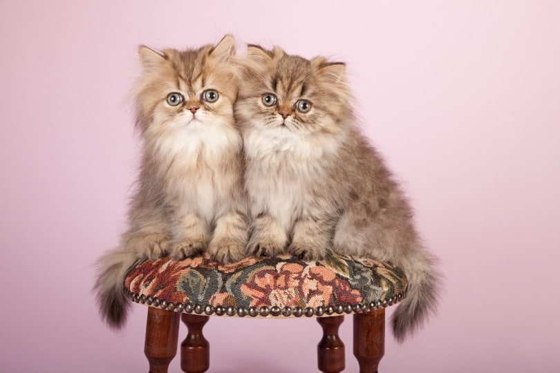 two persian kittens sitting