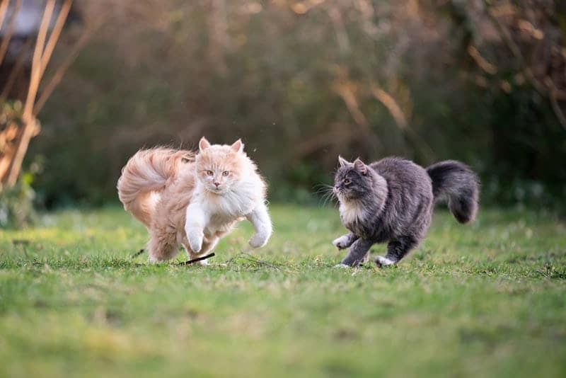 two playful maine coon cats chasing each other in the garden
