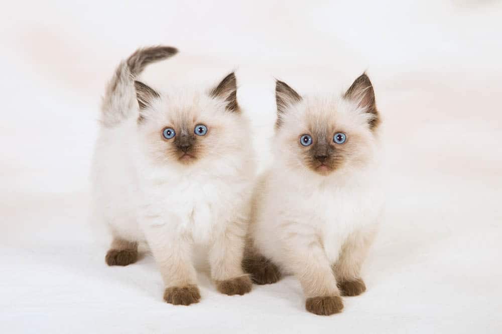 two Sealpoint Ragdoll kittens