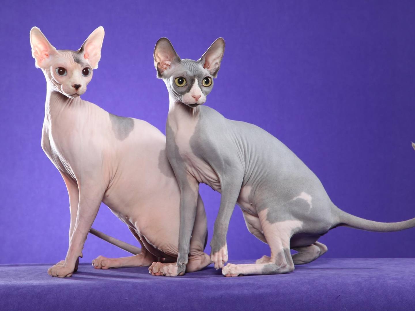 two sphynx