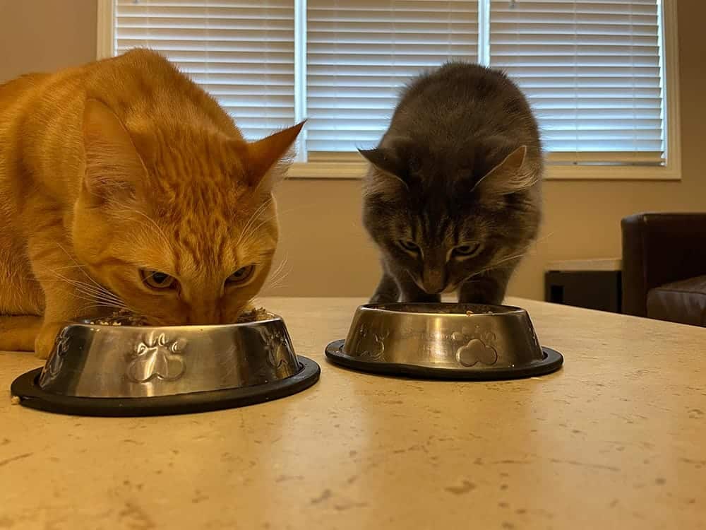 two tabby cats eating smalls fresh ground bird and ground other bird recipes