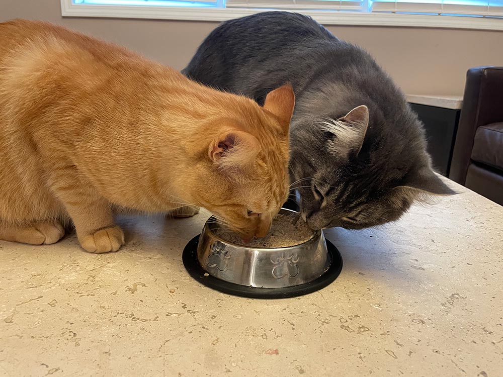 two tabby cats eating smalls fresh ground other bird recipe