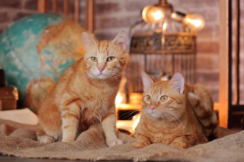 two tabby cats in the room full of travel accessories