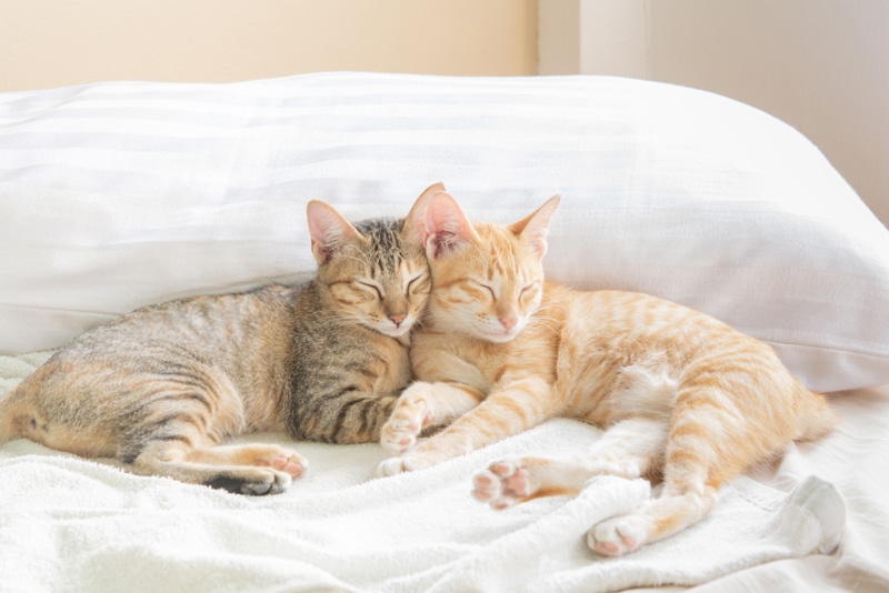 two tabby cats sleeping together on bed