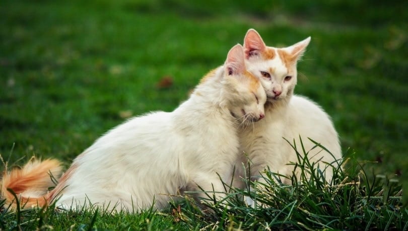two white cats rub faces on the grass, bonding, positive associations