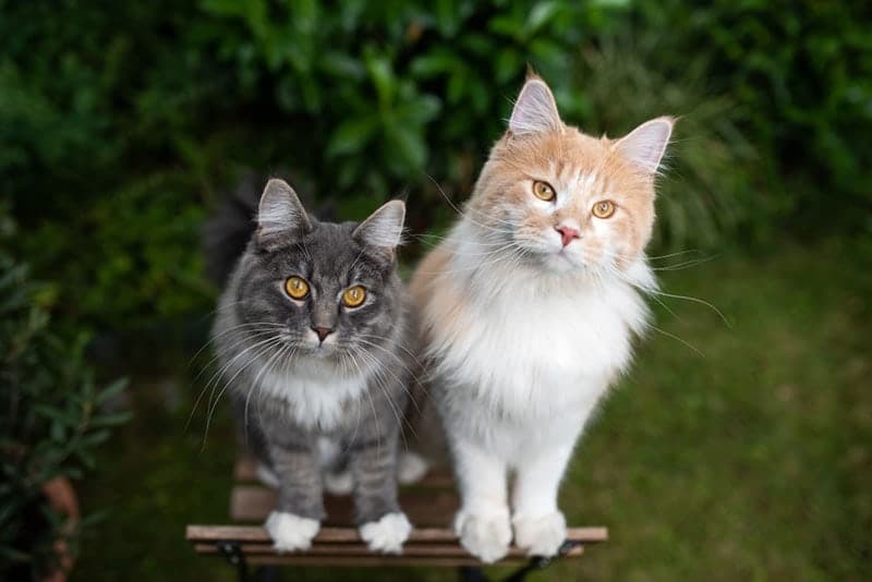 two young curious maine coon cats standing on wooden garden chair