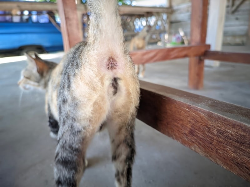 vagina of female cat
