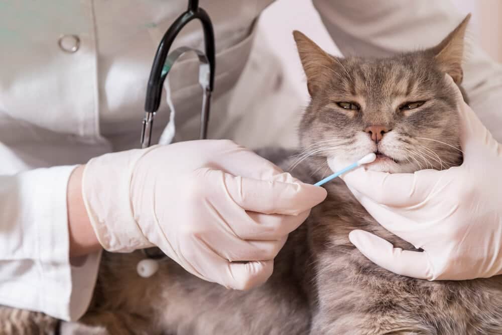vet DNA testing a cat