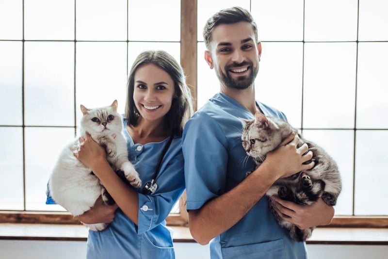 vet and assistant holding cats