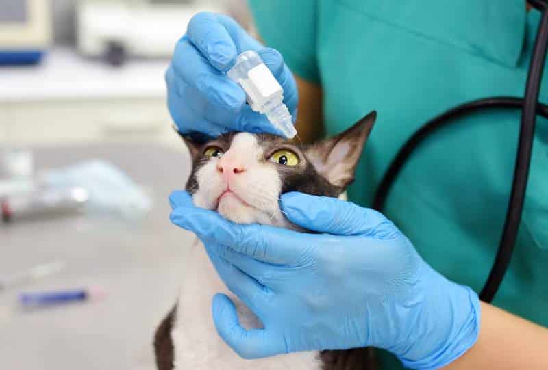 vet applying eye drops to cat's eyes