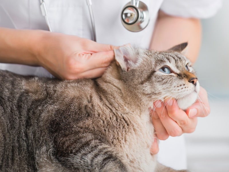 vet checking cat ear