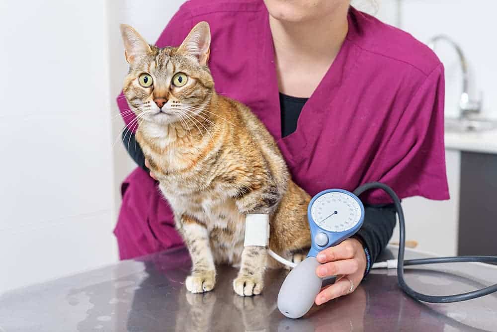 vet checking cats blood pressure