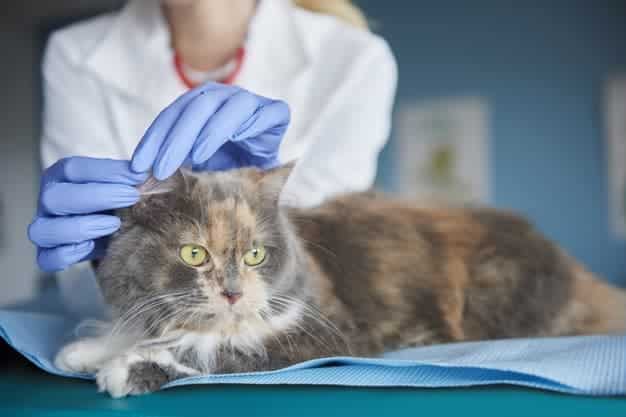 vet checking cat's ear