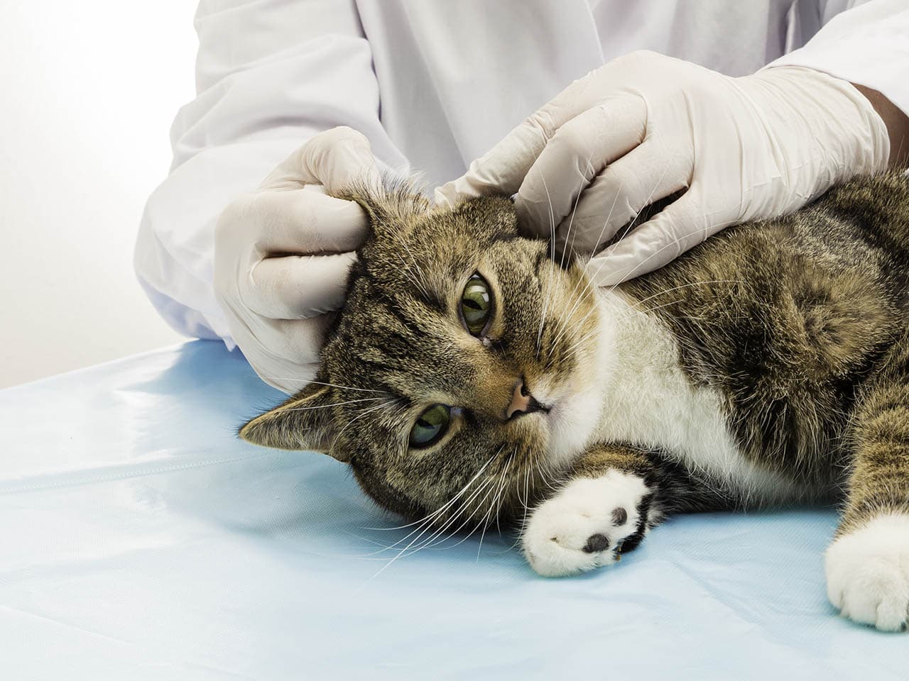 vet checking cat's ear