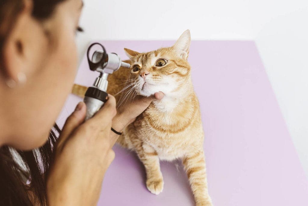 vet checking cats eyes