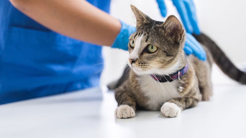 vet checking tabby cat in the clinic