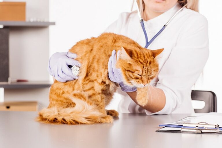 How to Treat Mange in Feral Cats Our Vet Gives 8 Tips & Tricks Catster
