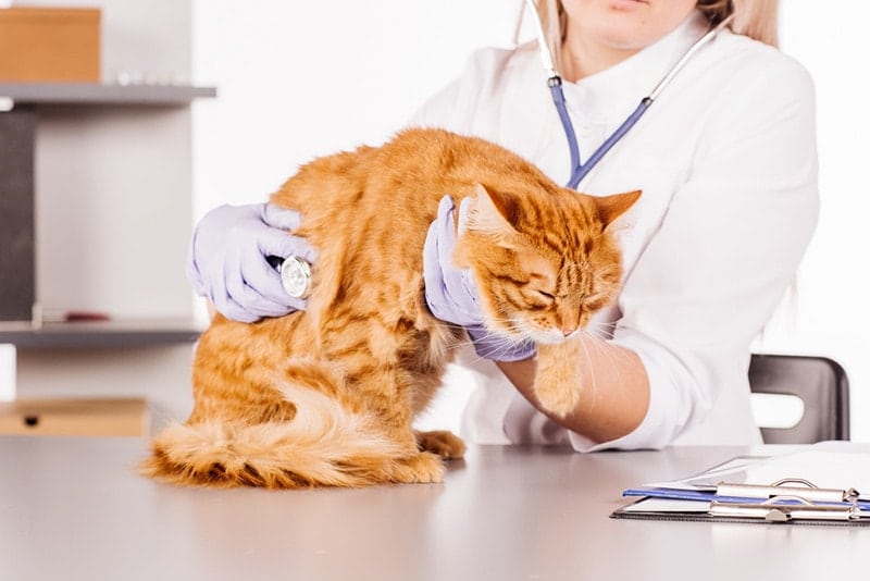 vet-checking-up-the-cat
