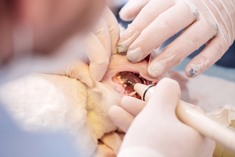 vet cleaning cat's teeth