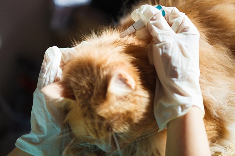 vet deworming cat at the clinic