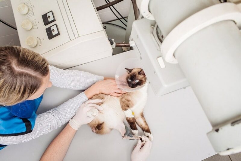 vet examining cat in x-ray