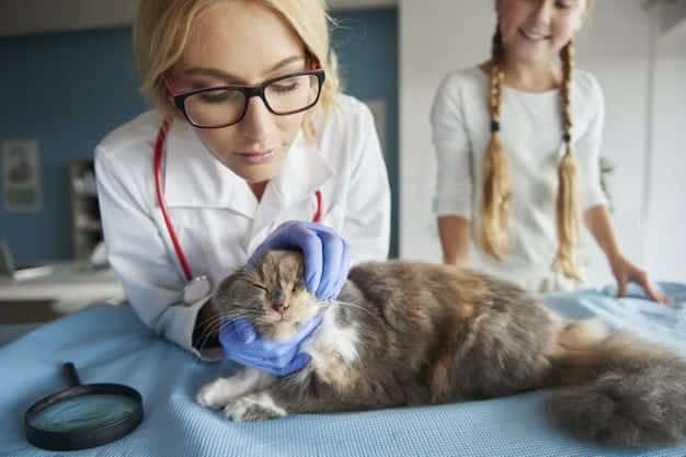 vet examining cat