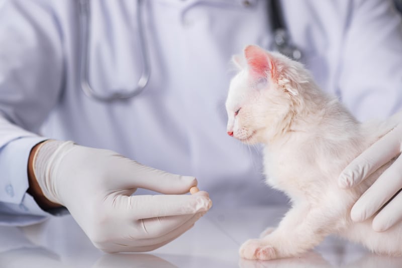 vet giving medicine to white kitten