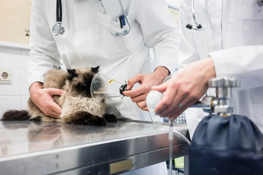 vet helping cat breathe