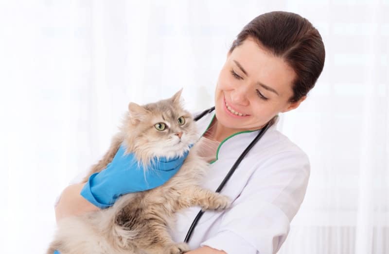 vet holding a cat in the clinic