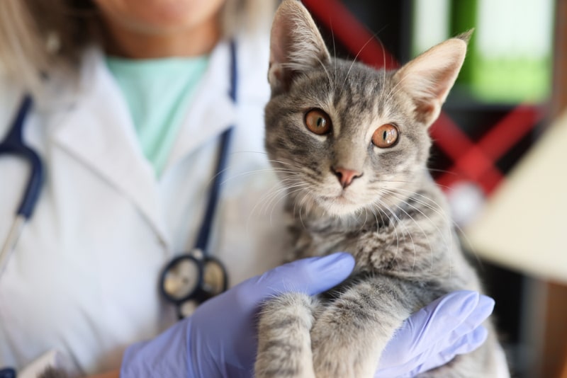 vet holding cat in the clinic