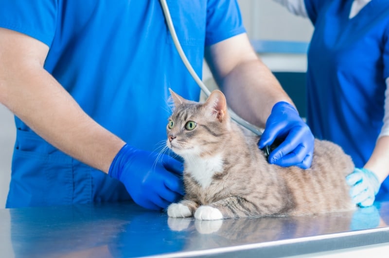 vet listening to a cats chest with a stethoscope