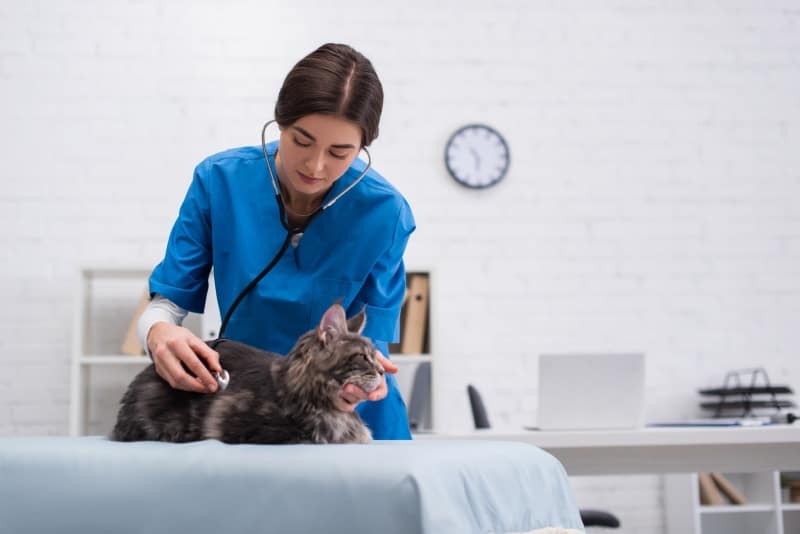 vet listening to a cat's chest with stethoscope