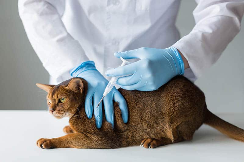 vet-microchipping-a-cat