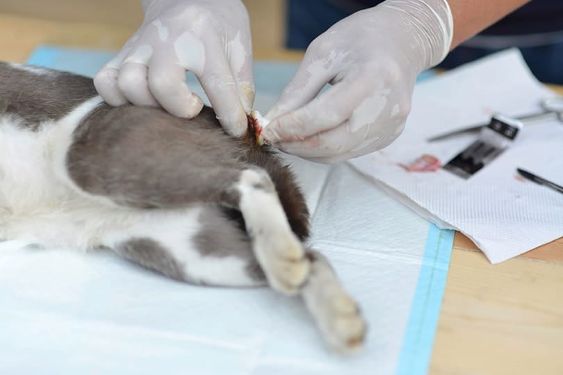 vet neutering on cats testicles