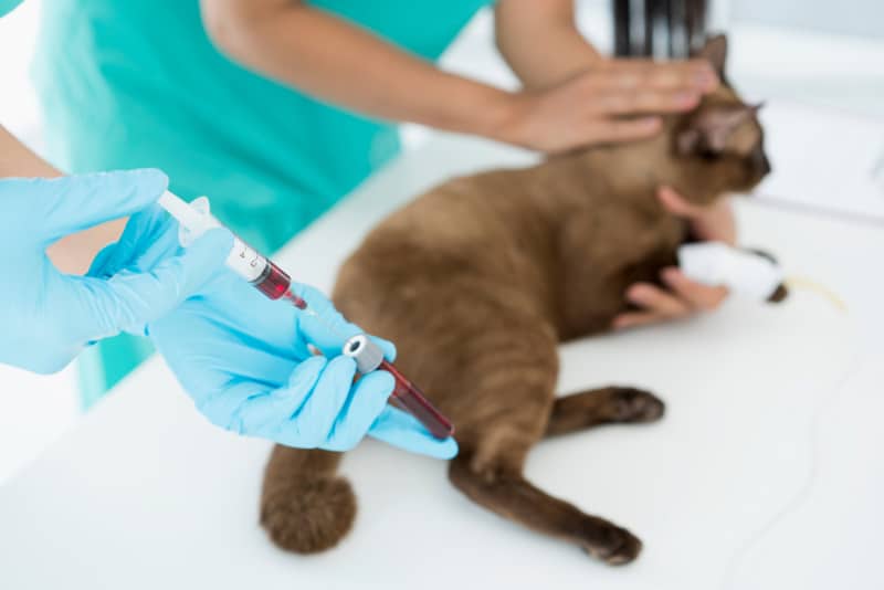 vet sampling cat's blood