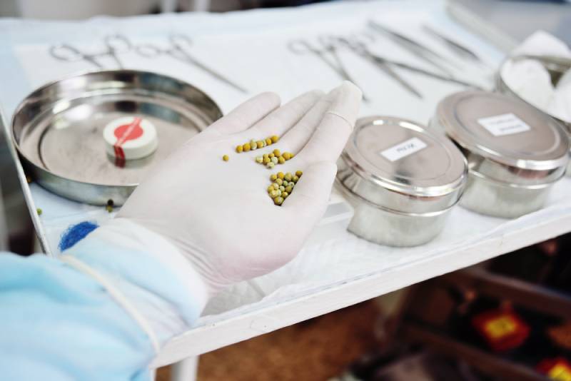 vet with stones from the bladder of a cat