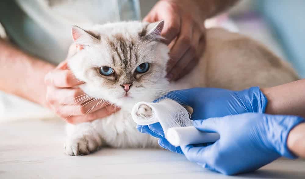 vet wrapping cats injured paw with bandage