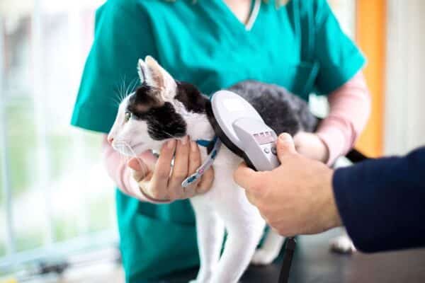 veterinarian-checking-microchip-of-cat