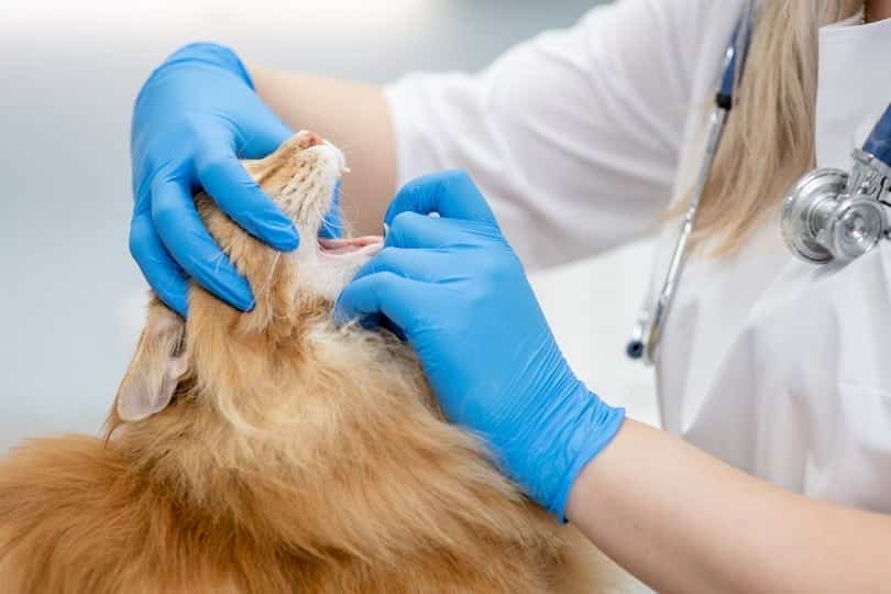 veterinarian checks teeth of the maine coon cat