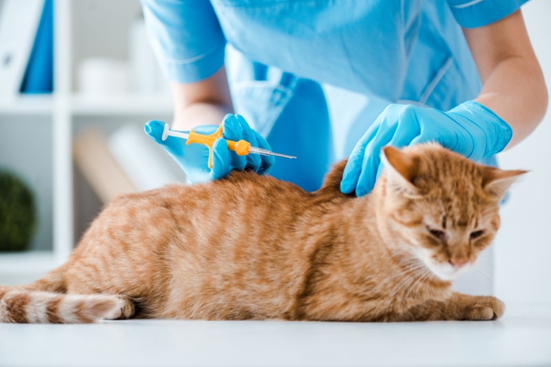 veterinarian doing implantation of identification microchip to cat