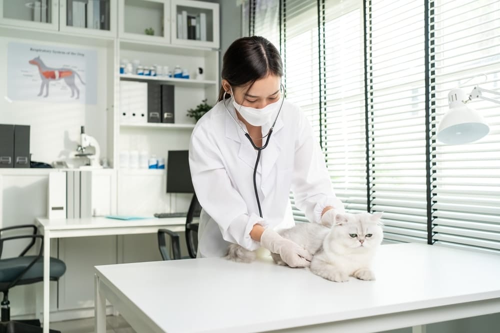 veterinarian examines cat