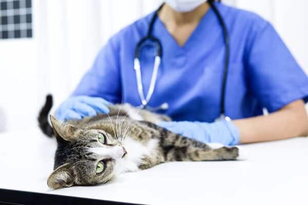 veterinarian examining a cat in the clinic