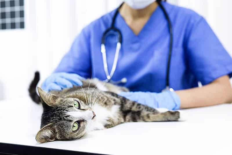 veterinarian examining-a cat in the clinic