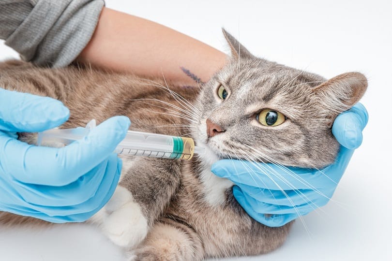 veterinarian feeds the cat using a syringe_frantic00_shutterstock